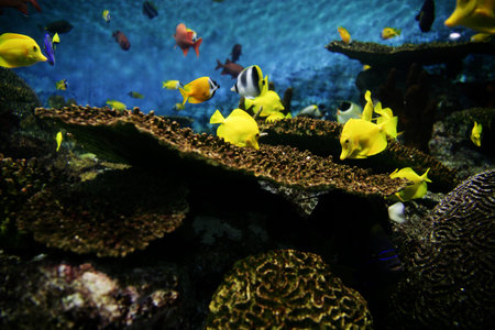 Tropical Fish Aquarium