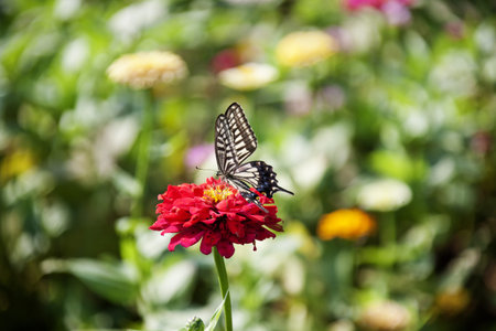 Beautiful flowers and butterfliesの写真素材