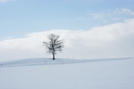 Snowy meadow and treesの写真素材