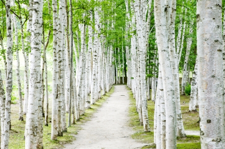 Birch forest trailsの写真素材
