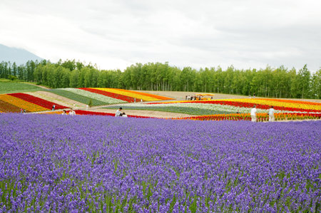 Flowers on meadowの写真素材