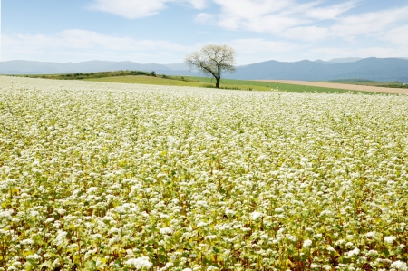 Buckwheat and treesの写真素材