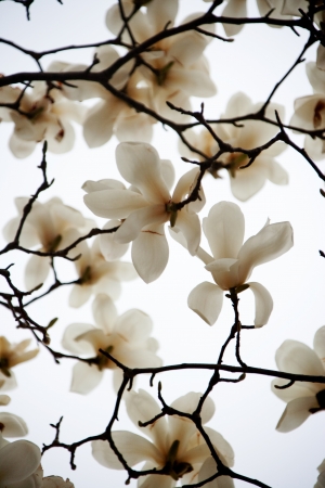 Beautiful magnolia flowerの写真素材