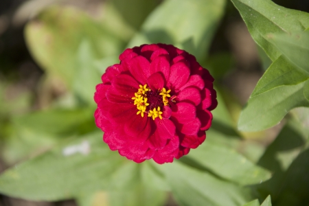 Beautiful Flowersの写真素材