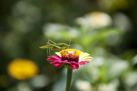 Beautiful flowers and grasshoppersの写真素材
