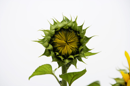 Sunflowerの写真素材