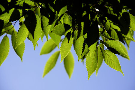 Green leaves