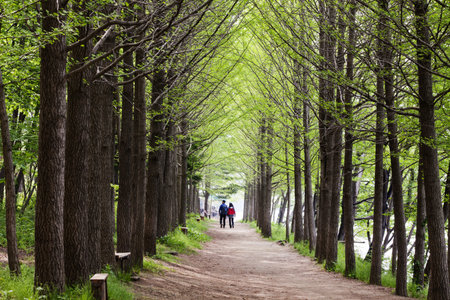 Beautiful forest trails in South Korea