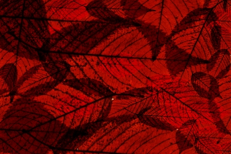 Maple leaves backgroundの写真素材
