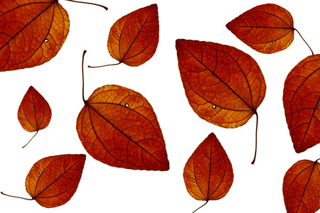 Maple leavesの写真素材