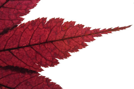 Maple leaves