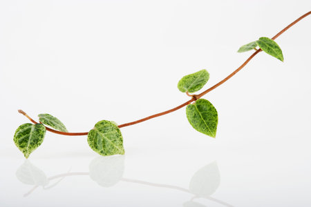 Green leavesの写真素材