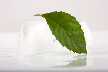Ice and green leavesの写真素材