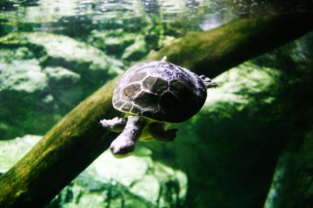 Turtle Aquarium