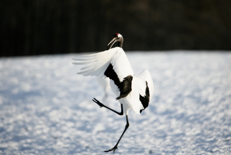 Red crest on the snowの写真素材