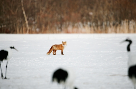 Fox,Red crest  の写真素材