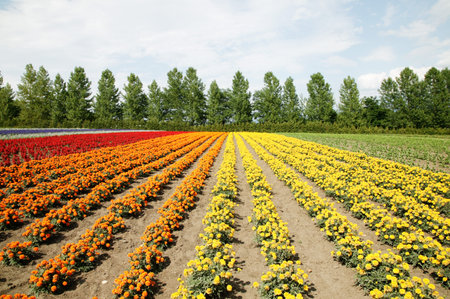 Flowers on meadow