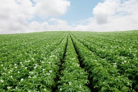 Potato flowersの写真素材