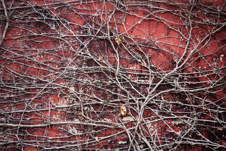 vine on the wall