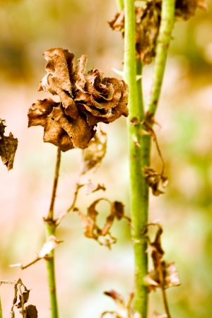 Beautiful flowers rosesの写真素材