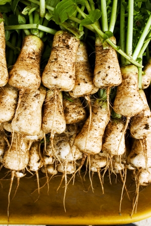 crops in south korea,Radish の写真素材