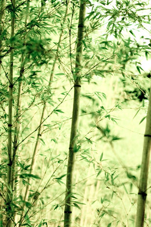 Green bamboo leavesの写真素材