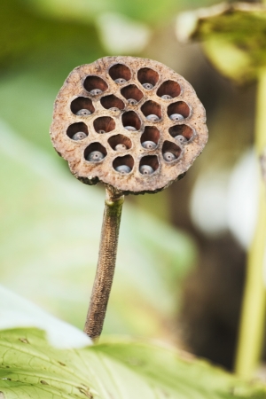 Lotus in the pondの写真素材