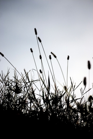 Foxtailの写真素材