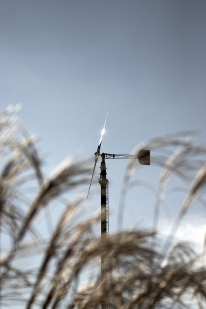 Beautiful wildflowersの写真素材