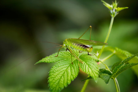 Insect grasshopper