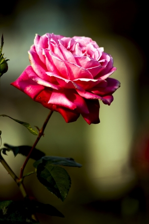 Beautiful flowers rosesの写真素材