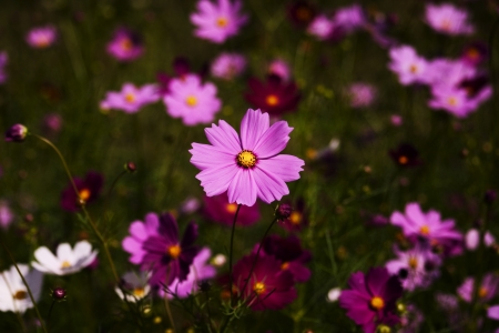 Beautiful Cosmosの写真素材