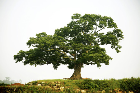 Rural landscape with tree in South Koreaの写真素材