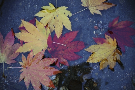 Maple leaves in autumnの写真素材