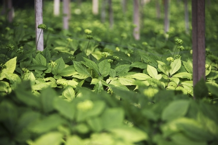 crops in south korea,Ginseng Field の写真素材