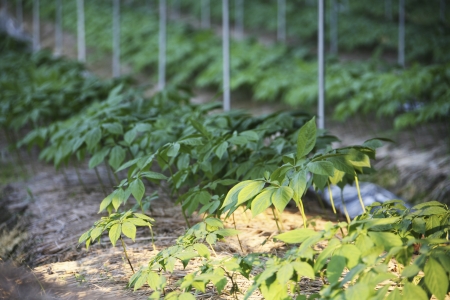 crops in south korea,Ginseng Field の写真素材