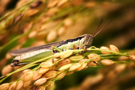 Insect grasshopperの写真素材