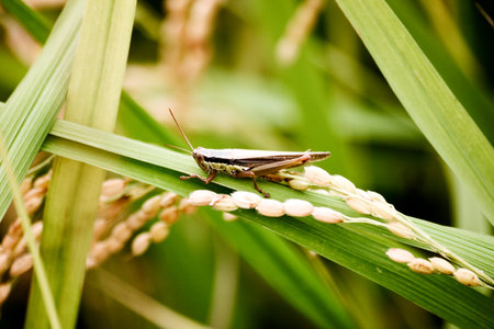 Insect grasshopperの写真素材