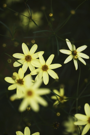 Beautiful Flowersの写真素材