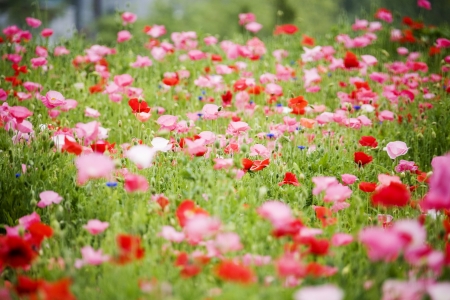 Beautiful Flowersの写真素材