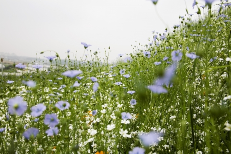 Beautiful Flowersの写真素材