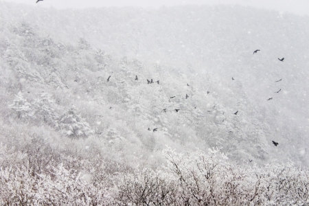 Beautiful winter landscape in south korea,Taebaek"mountain"の写真素材