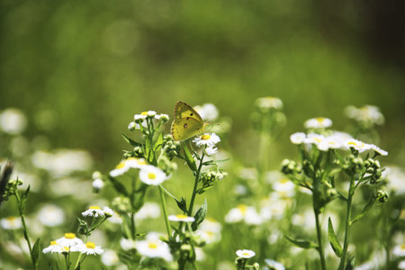 Beautiful flowers and butterfliesの写真素材
