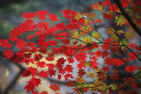 Maple leaves in autumn