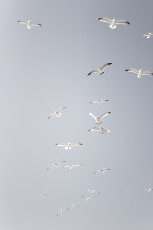 Seagull flying in the sky