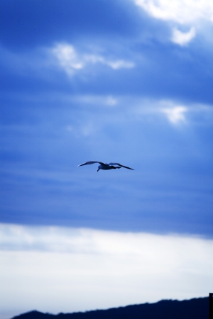 Seagull flying in the skyの写真素材