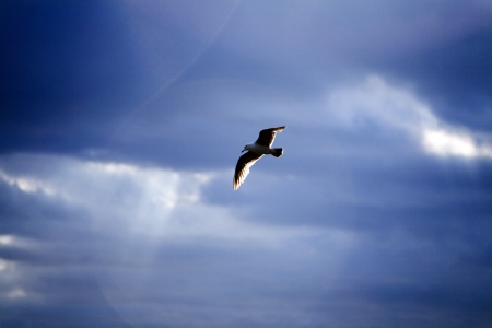 Seagull flying in the skyの写真素材
