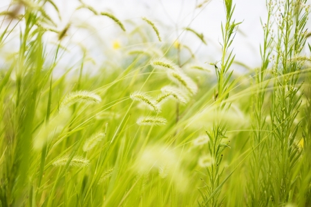 Green foxtailの写真素材