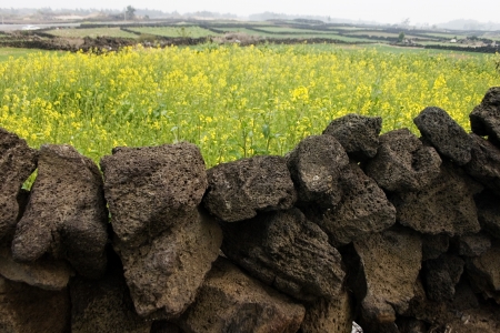 Beautiful Jeju  Island in south koreaの写真素材