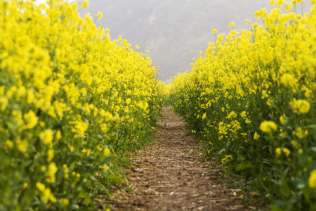 Beautiful flowers Rape flowers